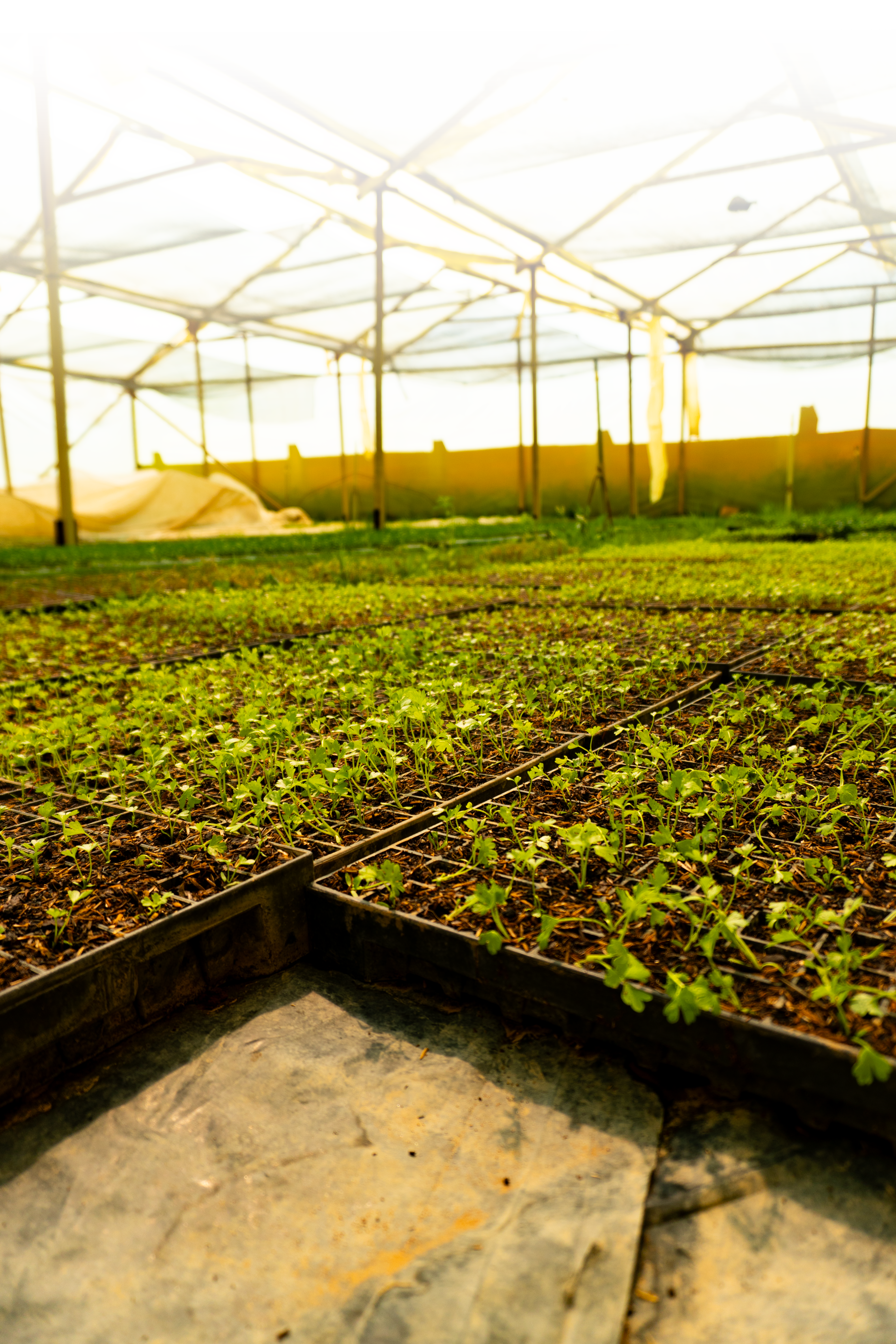 Invernadero principal con lechugas